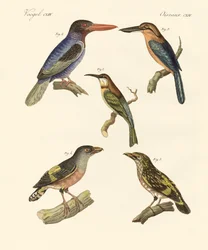 Beautiful Foreign Birds